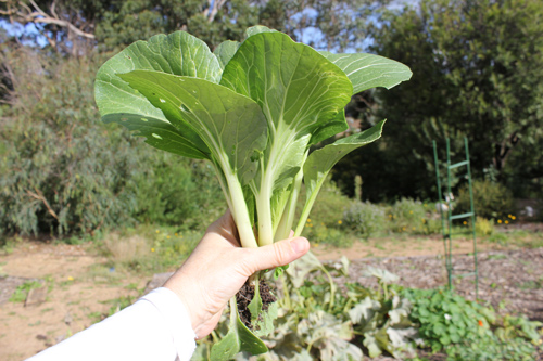 grow your own bok choy at Jacican Mirboo North Gippsland