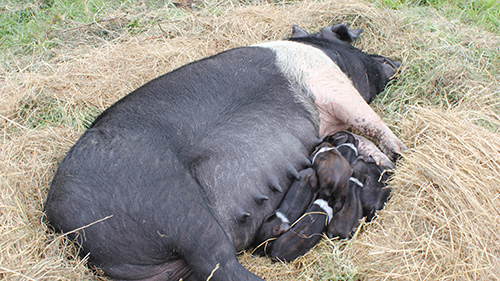 saddleback pig at Wattlebank park farm
