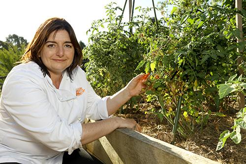 Jaci from Jacican cooking school picks fresh tomatoes in her kitchen garden, Mirboo Nortg, Gippsland