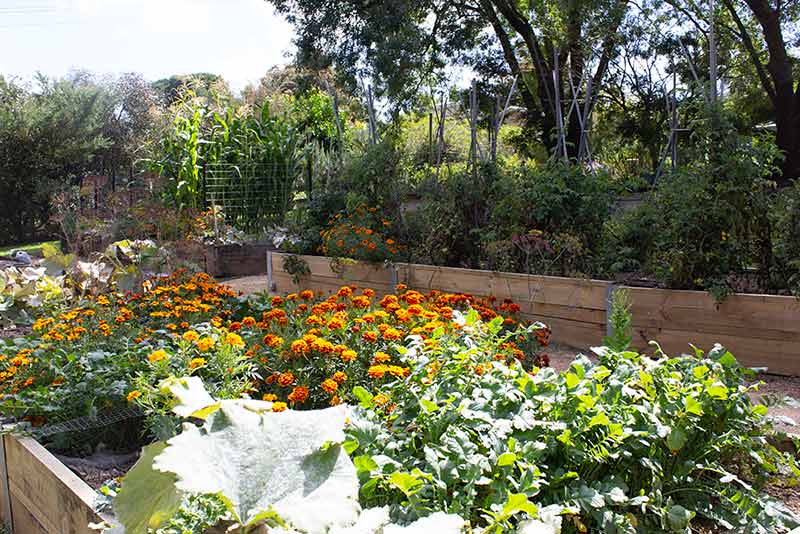 Jacican kitchen garden filled with homegrown fruit and vegetables for you to share
