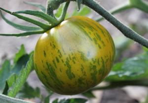 tomatoes from Jacican cooking school kitchen garden 4