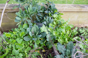 Jacican wild greens and lettuce blog 005